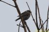 Brambling at Canewdon (Richard Howard) (43605 bytes)