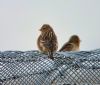 Twite at Wallasea Island (RSPB) (Paul Baker) (70896 bytes)