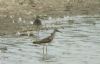 Wood Sandpiper at Fleet Head (Steve Arlow) (61876 bytes)