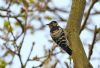 Lesser Spotted Woodpecker at Hockley Woods (Steve Arlow) (185265 bytes) Lesser Spotted Woodpecker at Hockley Woods (Steve Arlow) (185265 bytes)