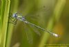 Scarce Emerald Damselfly at Canvey Way (Richard Howard) (42877 bytes)