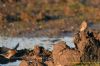 Twite at Wallasea Island (RSPB) (Richard Howard) (82342 bytes)