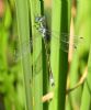Scarce Emerald Damselfly at Bowers Marsh (RSPB) (Graham Oakes) (60872 bytes) Scarce Emerald Damselfly at Bowers Marsh (RSPB) (Graham Oakes) (60872 bytes)