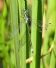 Scarce Emerald Damselfly at Bowers Marsh (RSPB) (Graham Oakes) (60872 bytes)