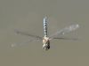 Migrant Hawker at Bowers Marsh (RSPB) (Graham Oakes) (23753 bytes) Migrant Hawker at Bowers Marsh (RSPB) (Graham Oakes) (23753 bytes)