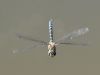 Migrant Hawker at Bowers Marsh (RSPB) (Graham Oakes) (23753 bytes)