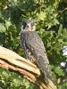 Hobby at Bowers Marsh (RSPB) (Graham Oakes) (107087 bytes)