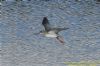 Spotted Redshank at Tewkes Creek (Richard Howard) (95004 bytes)
