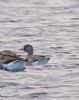 White-fronted Goose at Paglesham Lagoon (Paul Baker) (70127 bytes)