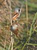 Bearded Tit at Bowers Marsh (RSPB) (Graham Oakes) (79303 bytes) Bearded Tit at Bowers Marsh (RSPB) (Graham Oakes) (79303 bytes)