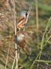 Bearded Tit at Bowers Marsh (RSPB) (Graham Oakes) (79303 bytes)