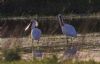 Spoonbill at Bowers Downs (Tim Bourne) (69970 bytes) Spoonbill at Bowers Downs (Tim Bourne) (69970 bytes)