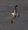 Caspian Gull at Hullbridge (Jeff Delve) (58430 bytes)