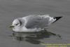 Kittiwake at Canvey Heights C.P. & Newlands (Richard Howard) (37173 bytes)