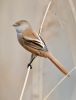 Bearded Tit at Bowers Marsh (RSPB) (Graham Oakes) (37810 bytes)