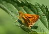 Large Skipper at Benfleet Downs (Richard Howard) (60686 bytes)