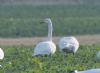 Whooper Swan at Wallasea Island (RSPB) (Jeff Delve) (46935 bytes) Whooper Swan at Wallasea Island (RSPB) (Jeff Delve) (46935 bytes)