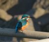 Kingfisher at Wallasea Island (RSPB) (Jeff Delve) (54027 bytes) Kingfisher at Wallasea Island (RSPB) (Jeff Delve) (54027 bytes)