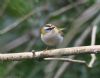 Firecrest at Hockley Woods (Jeff Delve) (45206 bytes)