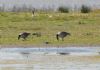 Black-winged Stilt at Bowers Marsh (RSPB) (Graham Mee) (93344 bytes)