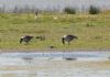 Black-winged Stilt at Bowers Marsh (RSPB) (Graham Mee) (93344 bytes)