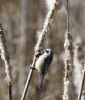 Penduline Tit at Magnolia NR, Hawkwell (Vince Kinsler) (149009 bytes)