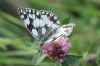 Marbled White at West Canvey Marsh (RSPB) (Richard Howard) (50836 bytes)