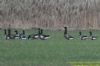 Black Brant at Wallasea Island (RSPB) (Richard Howard) (64293 bytes)