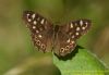 Speckled Wood at Benfleet Downs (Richard Howard) (49426 bytes)