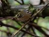 Goldcrest at Hockley Woods (Jeff Delve) (58054 bytes)