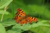 Comma at Belfairs Great Wood (Richard Howard) (47378 bytes)