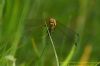 Ruddy Darter at West Canvey Marsh (RSPB) (Richard Howard) (50341 bytes)