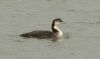 Great Northern Diver at South Fambridge (Steve Arlow) (35852 bytes) Great Northern Diver at South Fambridge (Steve Arlow) (35852 bytes)