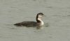 Great Northern Diver at South Fambridge (Steve Arlow) (35852 bytes)