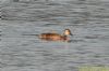 Red-crested Pochard at Vange Marsh (RSPB) (Richard Howard) (87297 bytes)