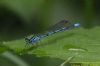 Azure Damselfly at Pound Wood (Richard Howard) (61331 bytes)