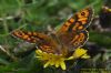 Wall Brown at Wakering Stairs (Richard Howard) (60711 bytes)