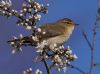 Chiffchaff at Bowers Marsh (RSPB) (Vince Kinsler) (58786 bytes)