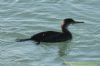 Shag at Gunners Park (Richard Howard) (105124 bytes)