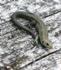 Common Lizard at Bowers Marsh (RSPB) (Graham Oakes) (190606 bytes)