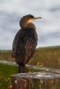 Shag at Southend Pier (Jeff Delve) (51716 bytes)