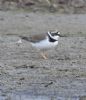 Little Ringed Plover at Bowers Marsh (RSPB) (Graham Oakes) (161166 bytes) Little Ringed Plover at Bowers Marsh (RSPB) (Graham Oakes) (161166 bytes)