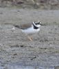 Little Ringed Plover at Bowers Marsh (RSPB) (Graham Oakes) (161166 bytes)