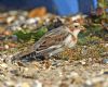 Snow Bunting at Thorpe Bay Seafront (Graham Oakes) (93729 bytes)