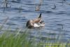 Garganey at West Canvey Marsh (RSPB) (Richard Howard) (66495 bytes)