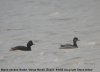 Black-necked Grebe at Vange Marsh (RSPB) (Steve Arlow) (19948 bytes)