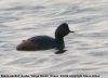 Black-necked Grebe at Vange Marsh (RSPB) (Steve Arlow) (27953 bytes) Black-necked Grebe at Vange Marsh (RSPB) (Steve Arlow) (27953 bytes)