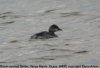 Black-necked Grebe at Vange Marsh (RSPB) (Steve Arlow) (23147 bytes) Black-necked Grebe at Vange Marsh (RSPB) (Steve Arlow) (23147 bytes)