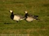 Barnacle Goose at Fleet Head (Steve Arlow) (28083 bytes)