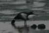 Black Brant at Wakering Stairs (Don Petrie) (35085 bytes)